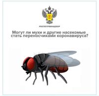 Подробнее: Могут ли мухи и другие насекомые стать переносчиками коронавируса?