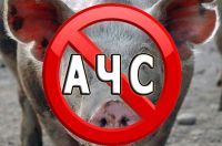 Подробнее:  Мероприятия по предупреждению заноса возбудителя  африканской чумы свиней